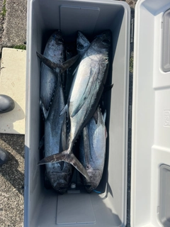 ビンチョウマグロの釣果