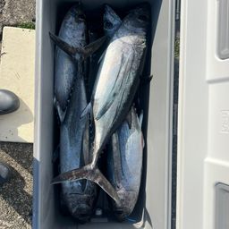 ビンチョウマグロ