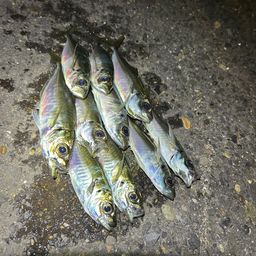 アジ