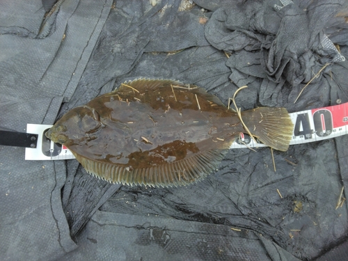 カレイの釣果