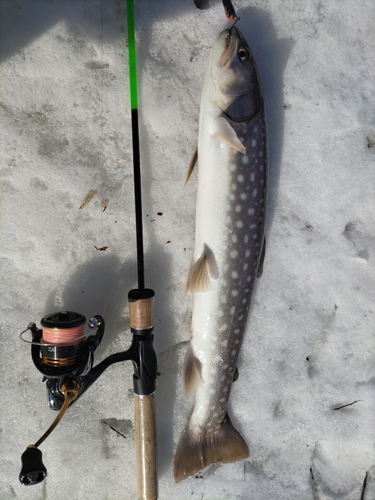 アメマスの釣果