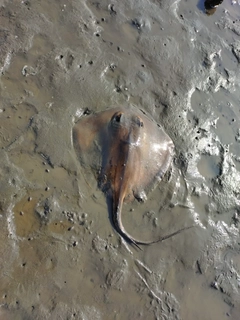 アカエイの釣果