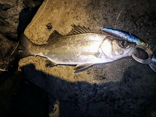 セイゴ（ヒラスズキ）の釣果