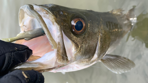 フッコ（マルスズキ）の釣果