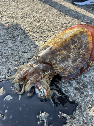 カミナリイカの釣果