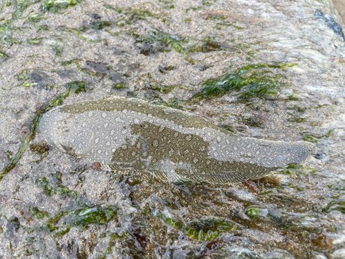 シタビラメの釣果