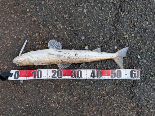 エソの釣果