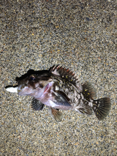 オウゴンムラソイの釣果