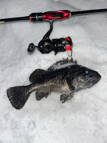 クロソイの釣果