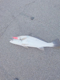 オオニベの釣果