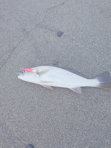 オオニベの釣果