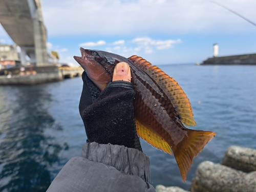 アカササノハベラの釣果