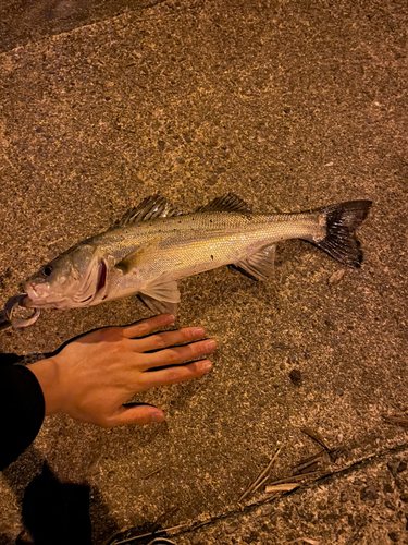 スズキの釣果