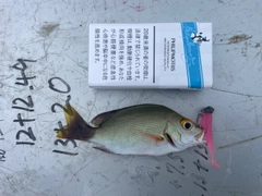 オキフエダイの釣果