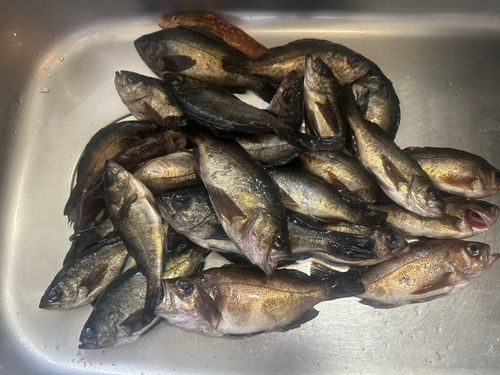 メバルの釣果