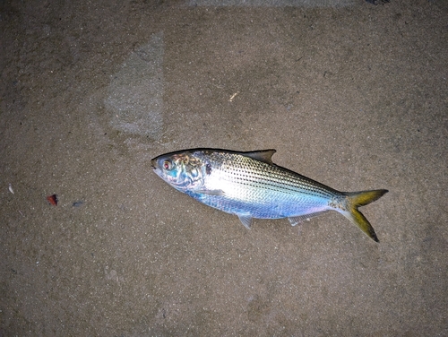 コノシロの釣果