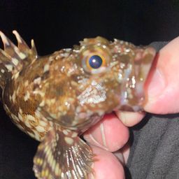 メバル