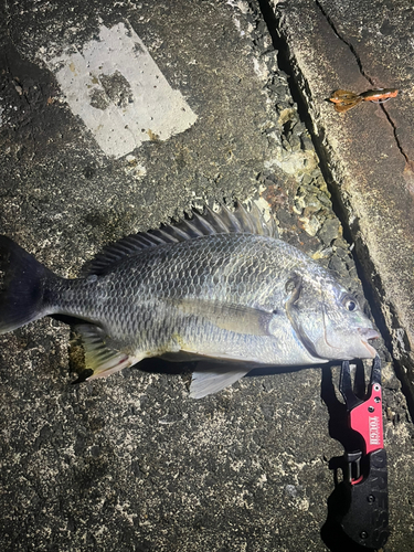 チヌの釣果