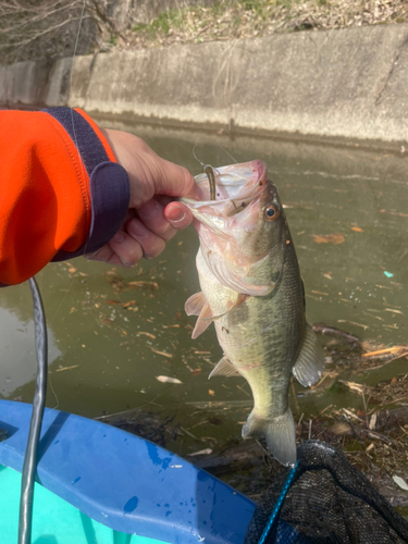 ラージマウスバスの釣果