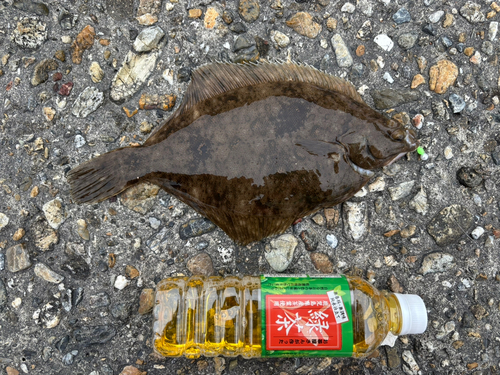 カレイの釣果