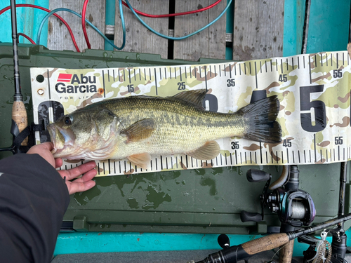 ラージマウスバスの釣果