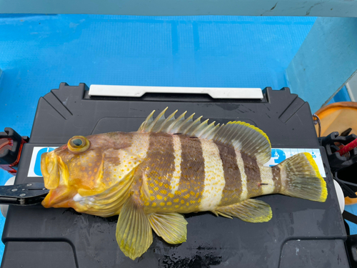 アオハタの釣果