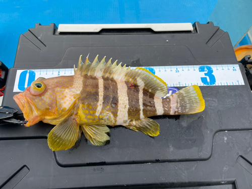 アオハタの釣果