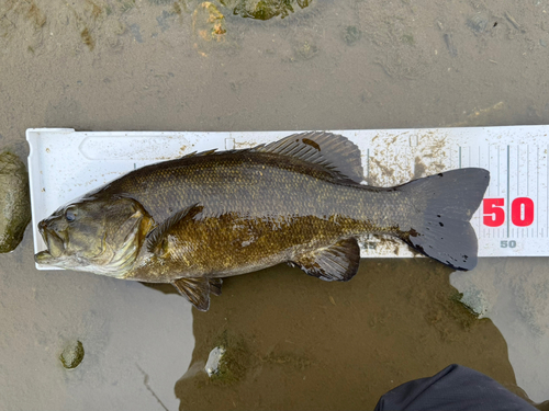 スモールマウスバスの釣果