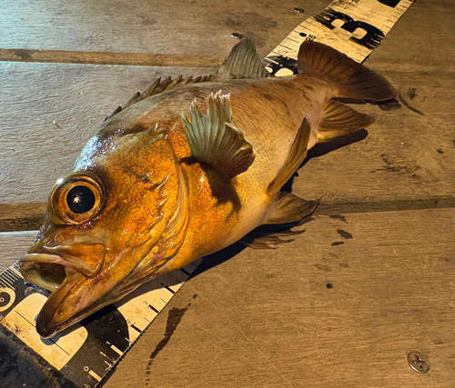 アカメバルの釣果