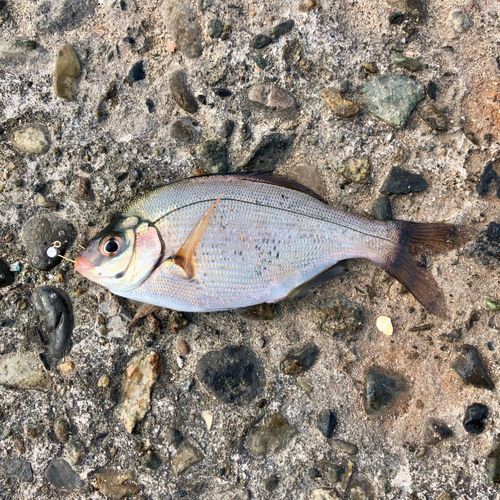 ウミタナゴの釣果