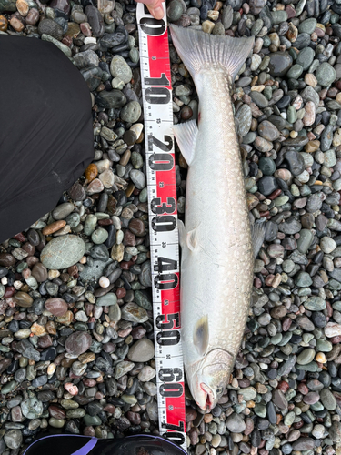 アメマスの釣果