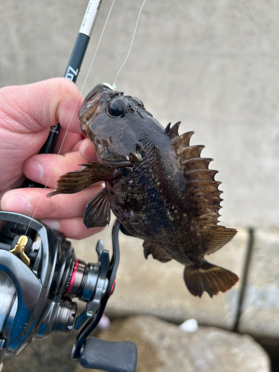 AbuGarcia ズームサファリ ZMSC-565Lの最安値・インプレ・釣果