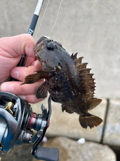 ムラソイの釣果