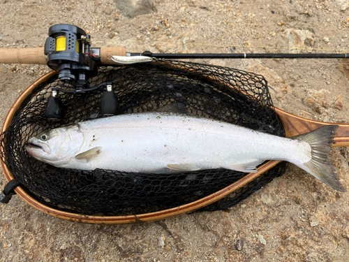 サクラマスの釣果