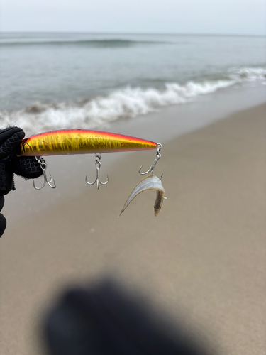 シタビラメの釣果