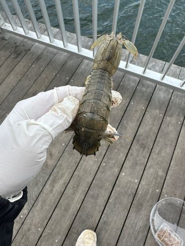シャコエビの釣果