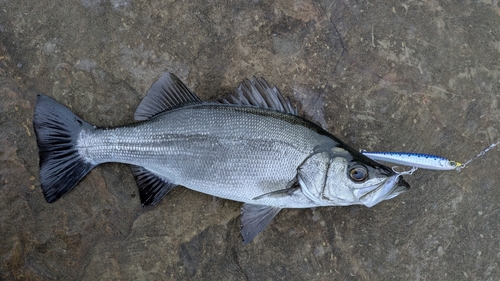 ヒラスズキの釣果