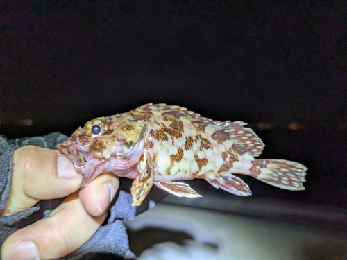 カサゴの釣果