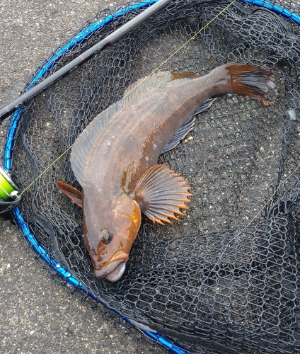 アイナメの釣果