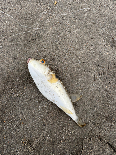 クサフグの釣果