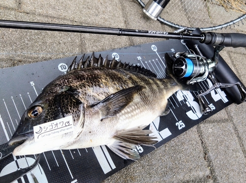 クロダイの釣果