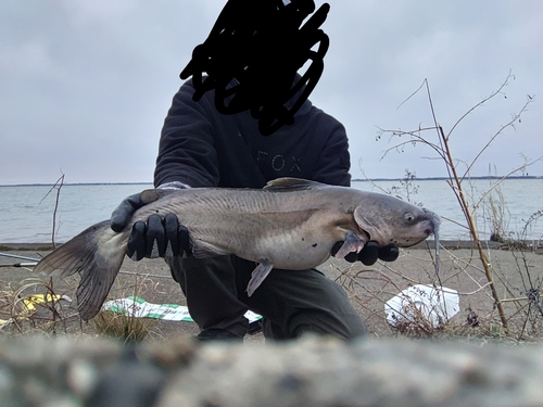 アメリカナマズの釣果