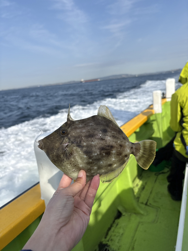 カワハギの釣果