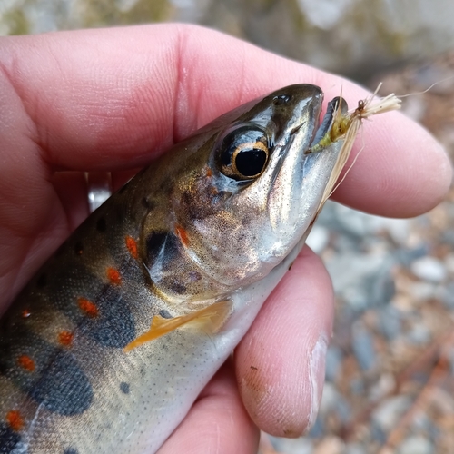 アマゴの釣果