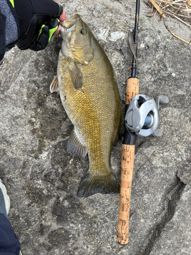 スモールマウスバスの釣果