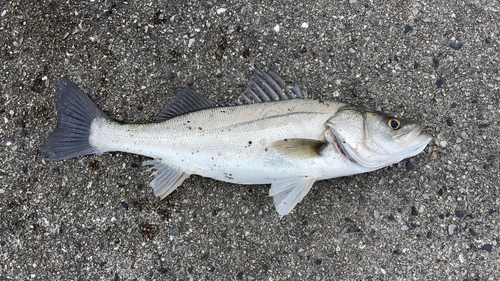 ハネ（マルスズキ）の釣果