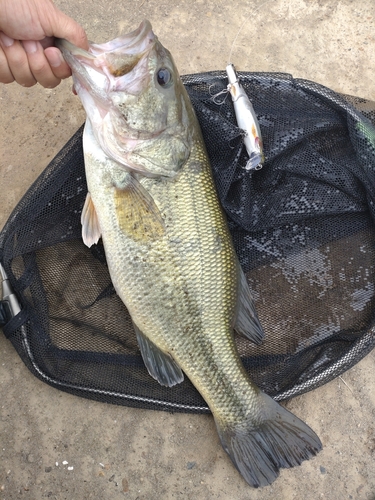 ラージマウスバスの釣果