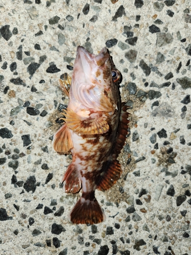 美保湾