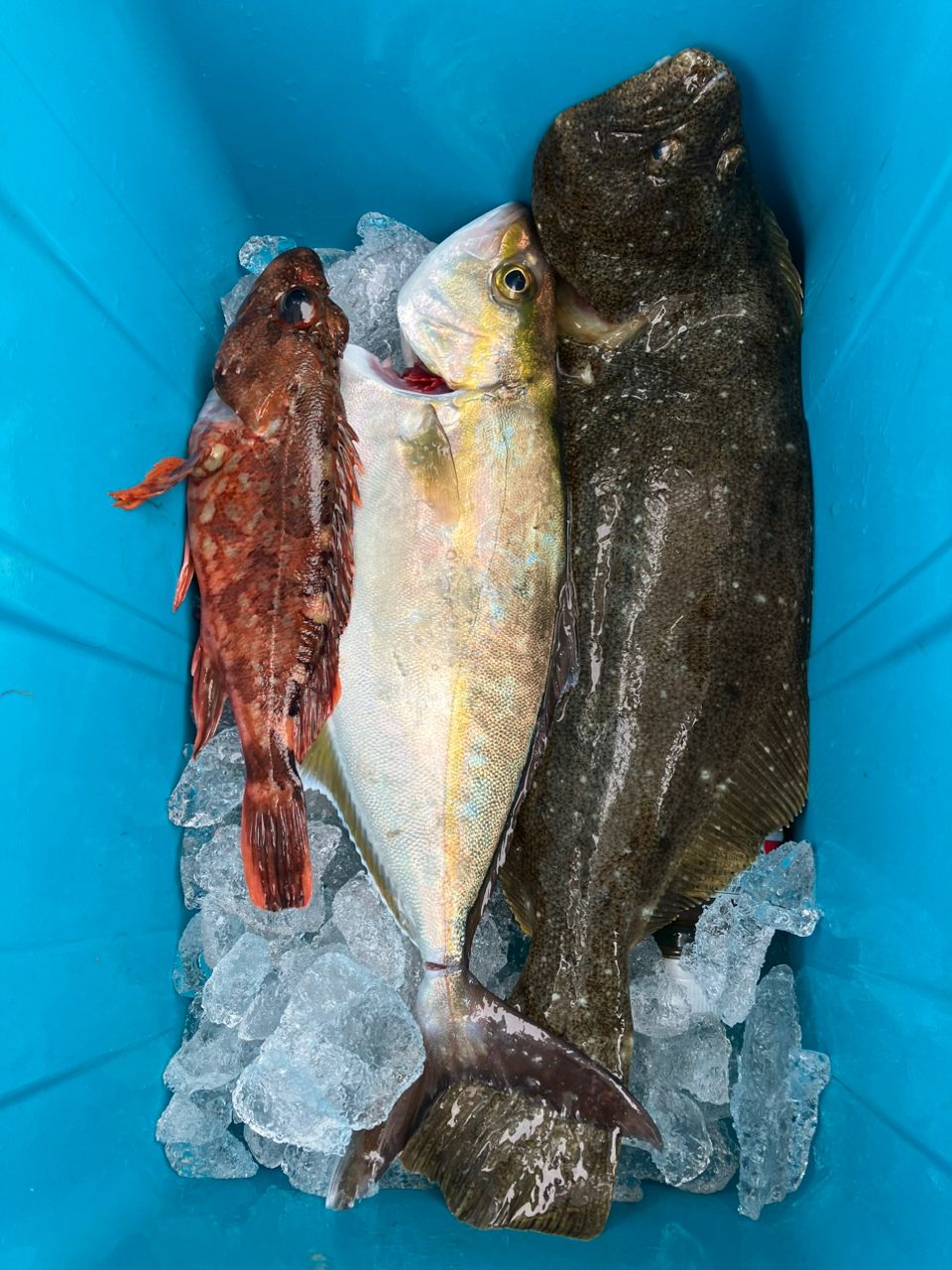 たけちよっとさんの釣果 1枚目の画像