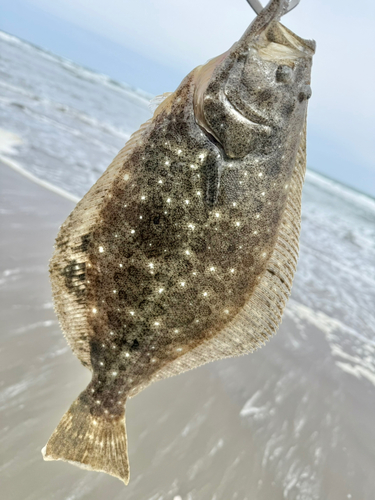 ソゲの釣果